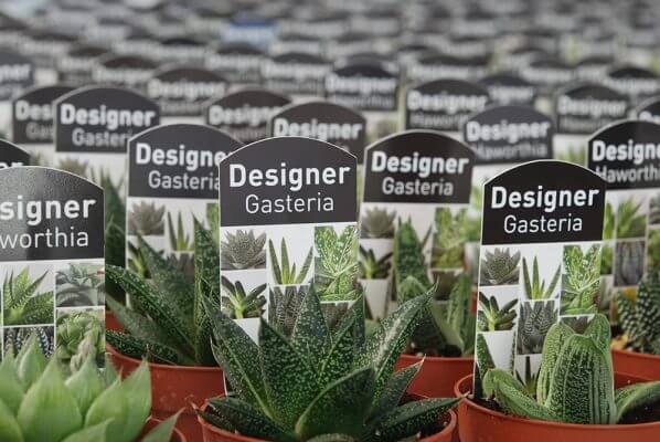 1 2 598x400 Examples of Useful Information You Can Include on Plant Labels and Tags