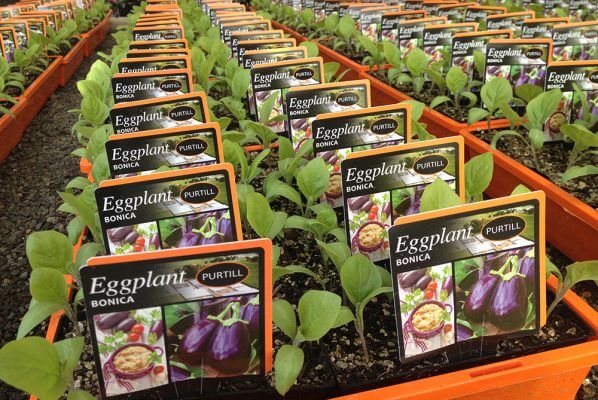 6 1 598x400 Boosting Point of Sale Presence with Great Plant Labels