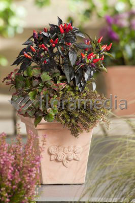 Ill. Perennials Autumn Mix Pot Capsicum Houttuynia Sedum Image Library