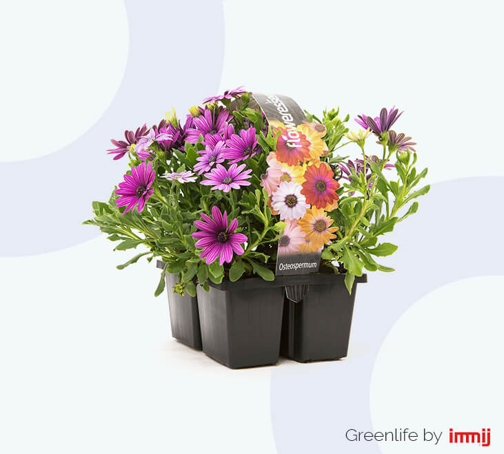 Plant Tray Handles tray handles Plant Tray Handles