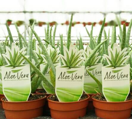 av 444x400 Plant Labels for Nursery Wholesalers