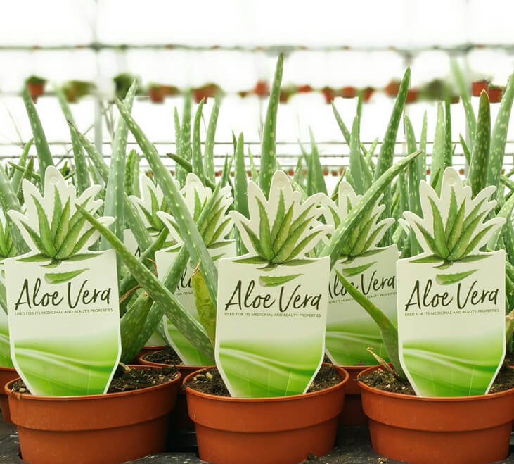 av Dans Plants   Aloe Vera Label