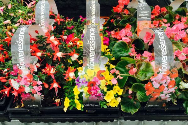 hn1 598x400 Plant Tray Handles for Wholesale Nurseries
