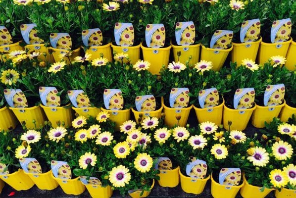 hn2 598x400 Printed Marketing Material to Promote Your Wholesale Plant Nursery