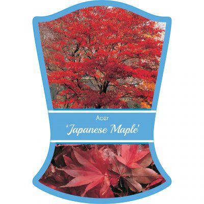 acer japanese maple 400x400 Why Greenlife by Immij Delivers The Best Plant Label Photos for Your Plant Tags