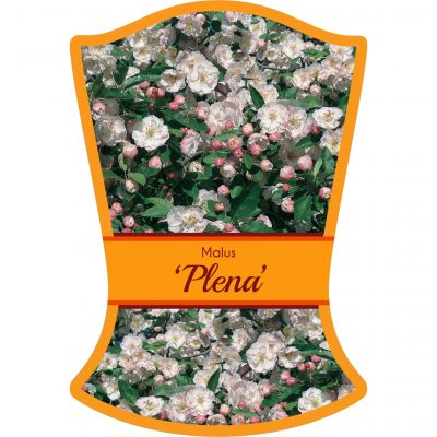 malus plena 400x400 Trademarks for Plant Tag Labels