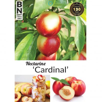 nectarine cardinal 400x400 How Plant Wholesalers Can Best Market Roses, Camellias, and Flowering & Deciduous Fruit Trees