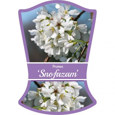 prunus snofazam 400x400 Temporary or Long Lasting? Choosing Commercial Plant Tags