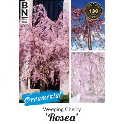 weeping cherry 400x400 How Plant Wholesalers Can Best Market Roses, Camellias, and Flowering & Deciduous Fruit Trees