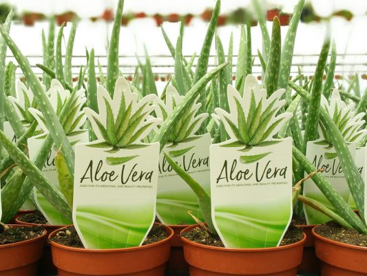 greenlife labels 4x3 1 533x400 5 Factors That Affect a Plant Tags Longevity