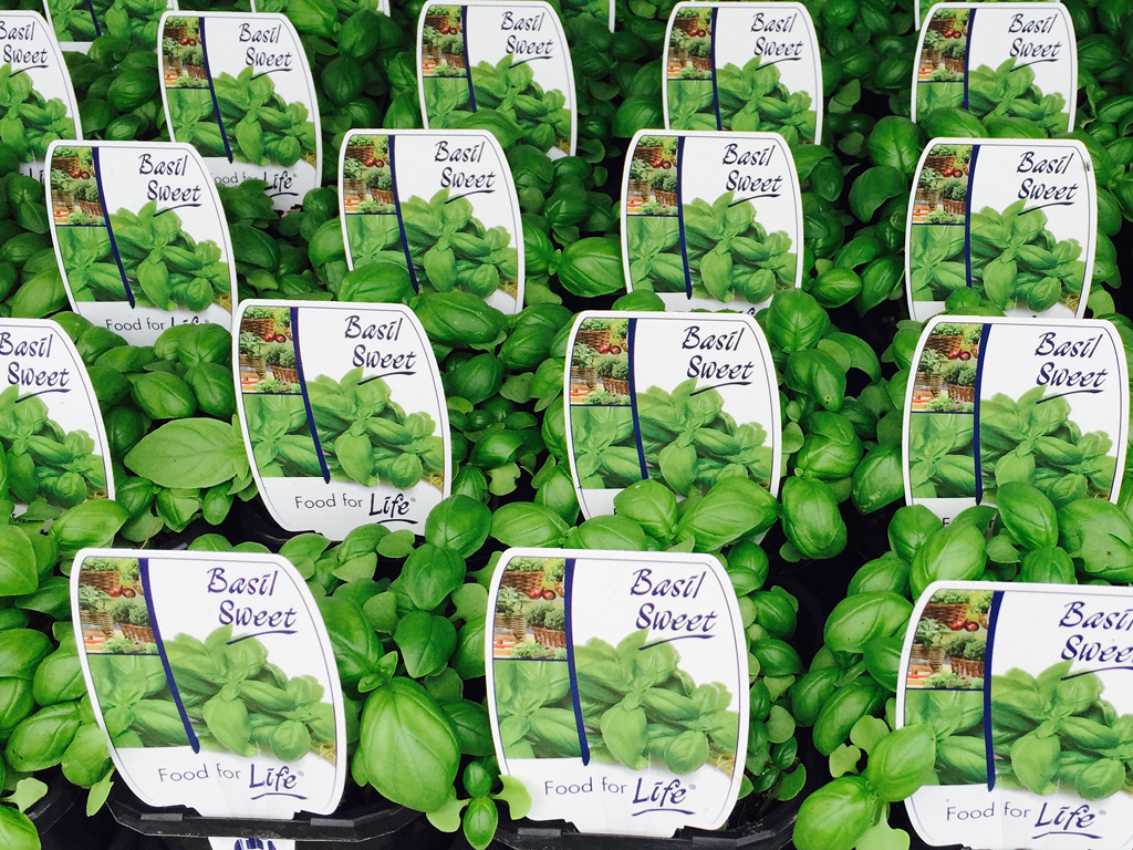 greenlife labels 4x3 5 Plant Tags