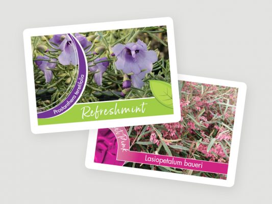 greenlife tags 4x3 4 533x400 5 Tips for Amazing Holiday Plant Tags and Plant Labels
