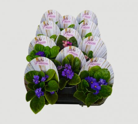 image 731x659 pot wraps 444x400 5 Tips for Stand out Horticultural Packaging Design